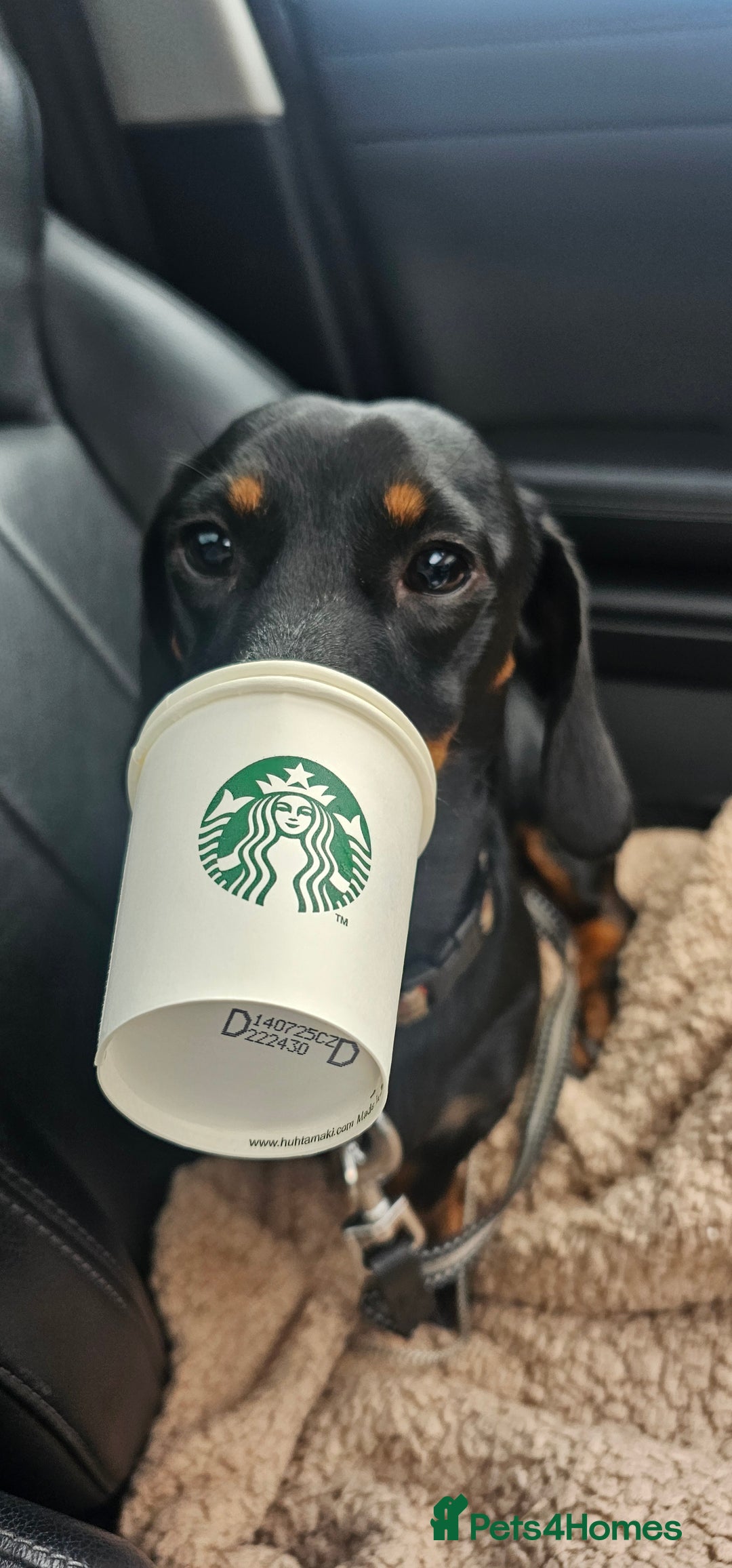 Miniature Dachshund dogs for stud: Miniature Dacshund STUD -FULLY HEALTH & DNA TESTED - Image 18
