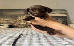 Springador dogs for sale: Chocolate Springador Puppies – Ready Soon! 🐾 - Image 20