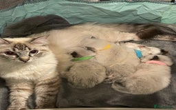 Ragdoll cats for sale: Absolutely stunning Ragdoll kittens for sale - Image 3