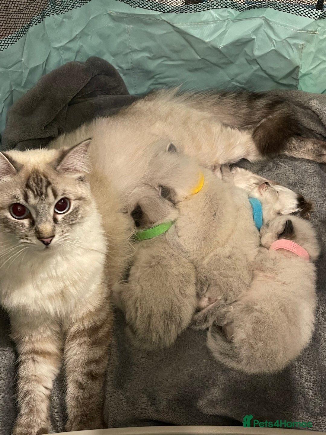 Ragdoll cats for sale: Absolutely stunning Ragdoll kittens for sale - Image 3