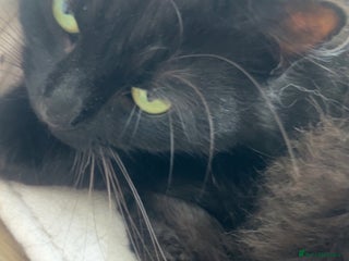 Mixed Breed cats Beautiful half British shorthair kittens for sale - Advert 15