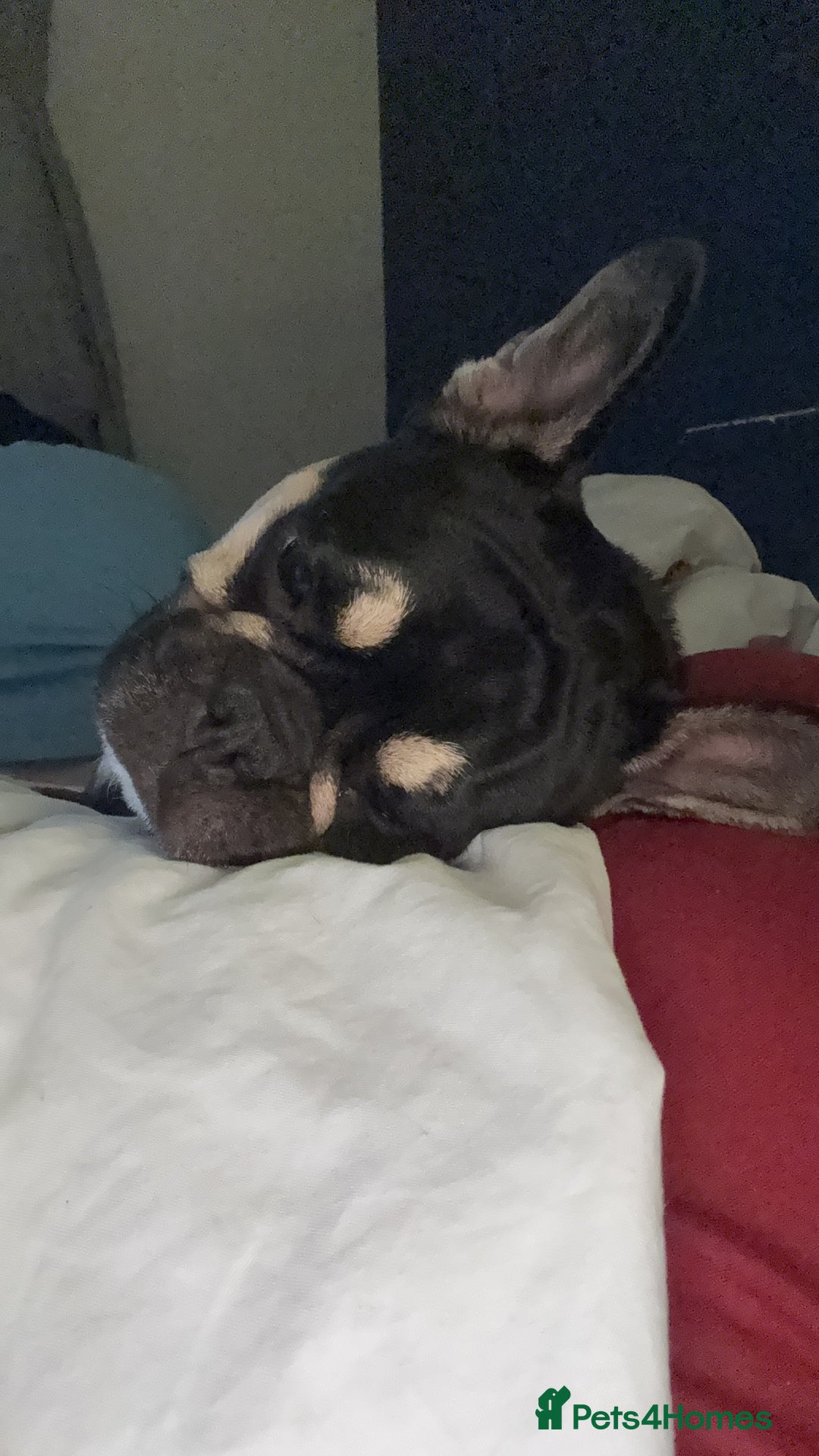 Frug dogs for sale: Buddy is looking for a new home - Advert 3