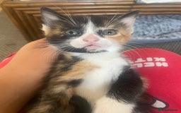 Mixed Breed cats for sale: 6 kittens for sale  - Image 19