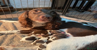 English Springer Spaniel dogs - Advert 3