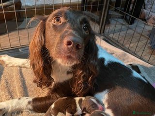 English Springer Spaniel dogs for sale - Advert 1