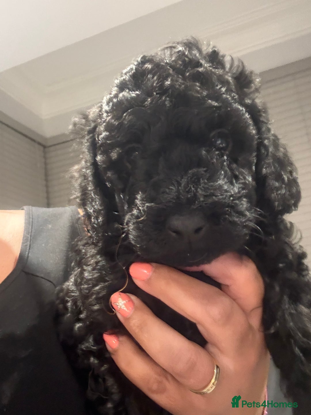 Labradoodle dogs for sale: F1bb labradoodle puppies black curly coat 🧬 clear - Image 5
