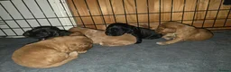Cocker Spaniel dogs for sale: 🐾 Beautiful Show Cocker Spaniel Puppies 🐾 - Advert 7