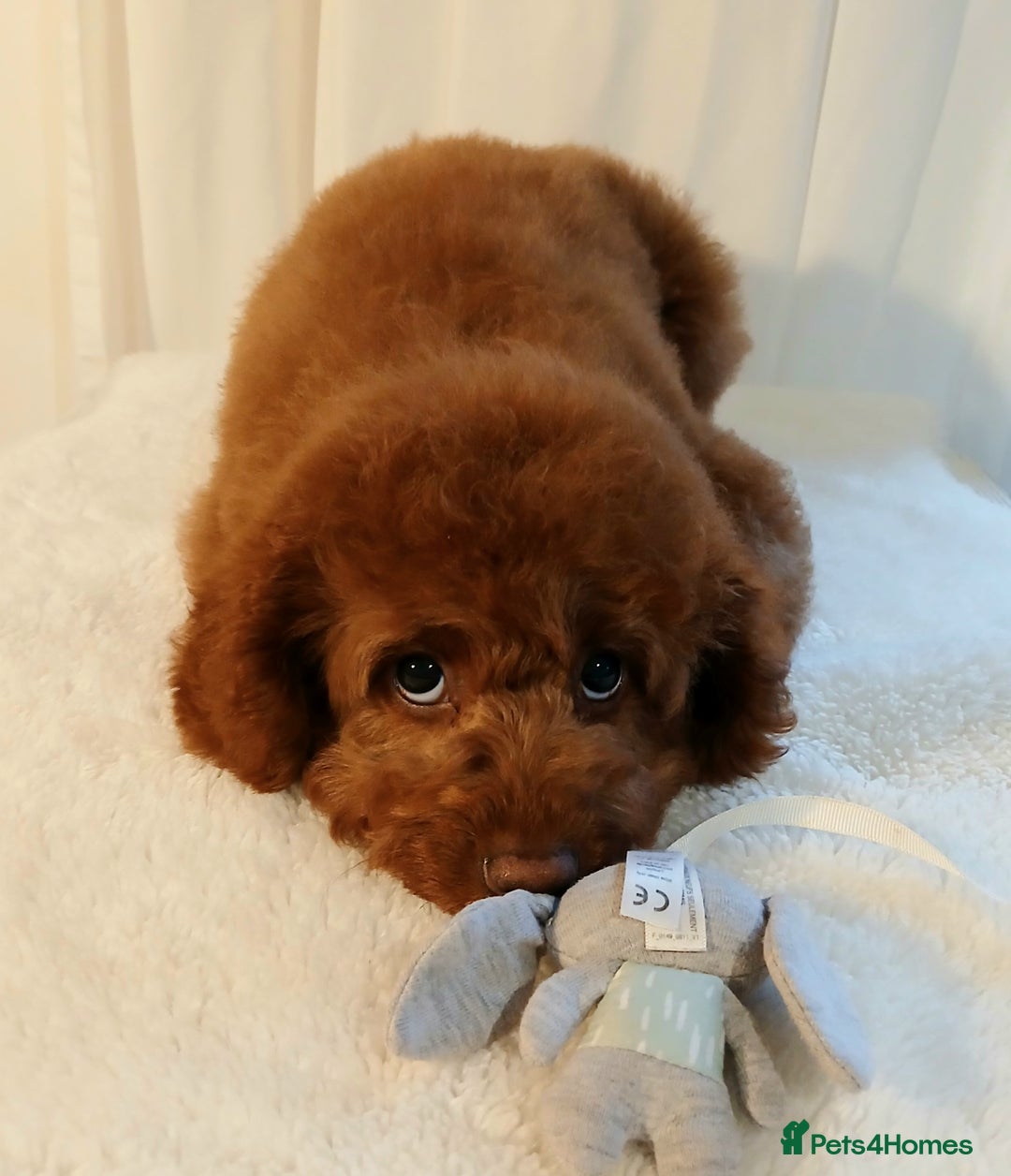 Cavapoo dogs for sale: Exquisite Red Cavapoo Boy Puppy  - Advert 3