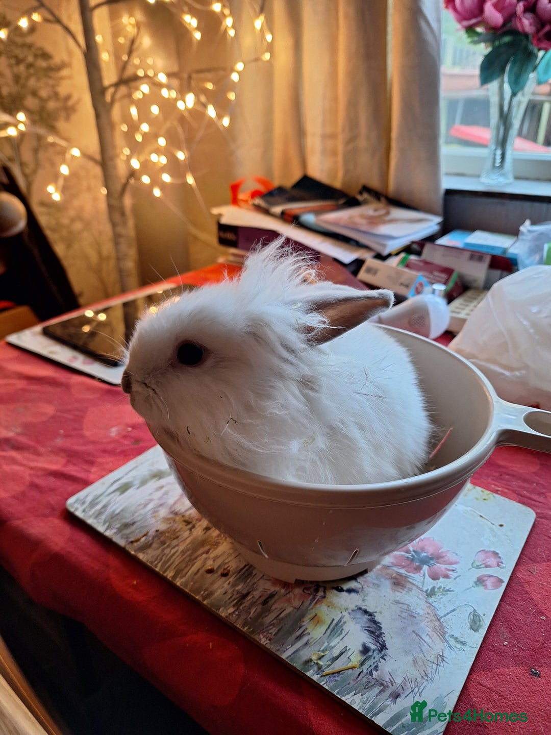 Lionhead rabbits for sale: Gorgeous little lionhead girl - Advert 2