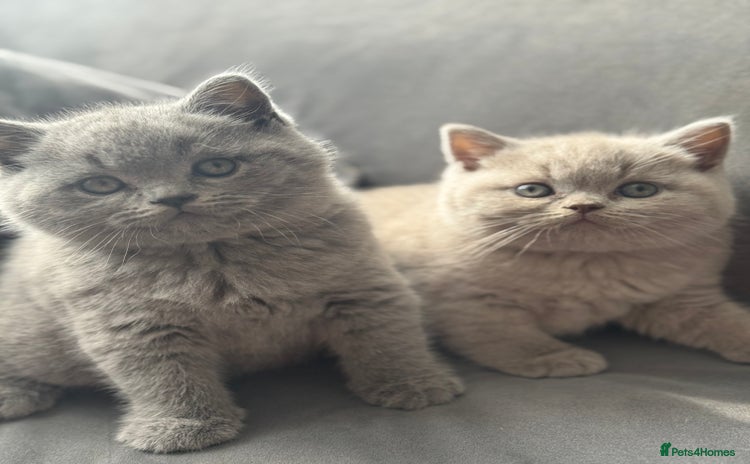 British Shorthair cats - Advert 16
