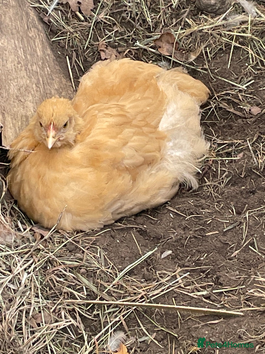 Chickens poultry for sale: Buff orpington. Pure Breed - Advert 2