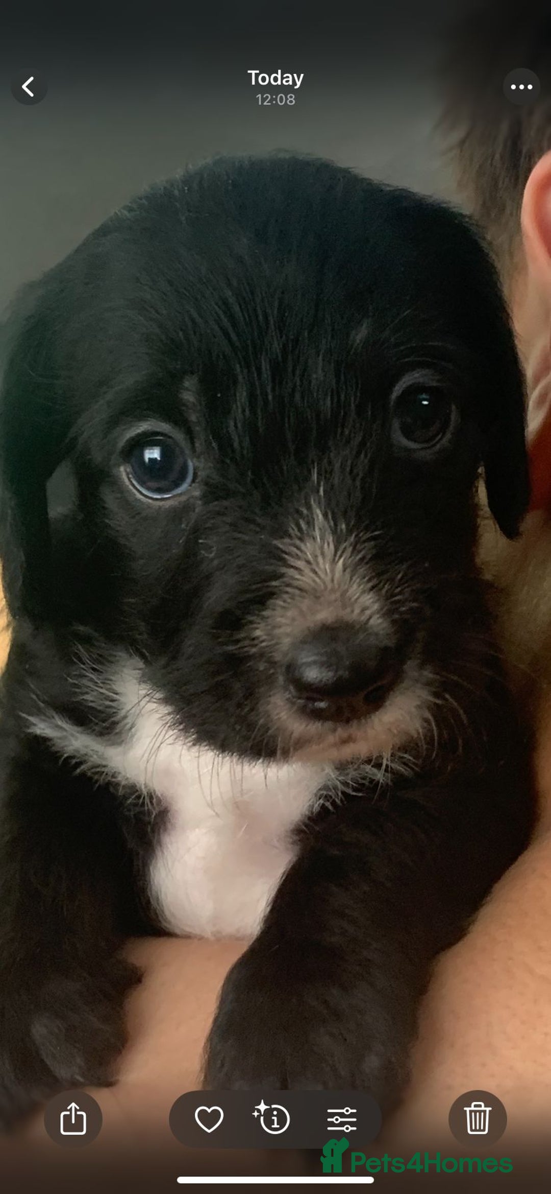 Mixed Breed dogs for sale: Gorgeous Cockapoochon puppies  - Image 6