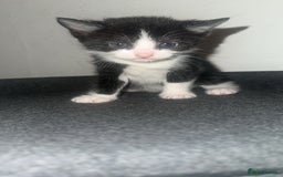 Mixed Breed cats for sale: Loveable Kittens - Advert 2