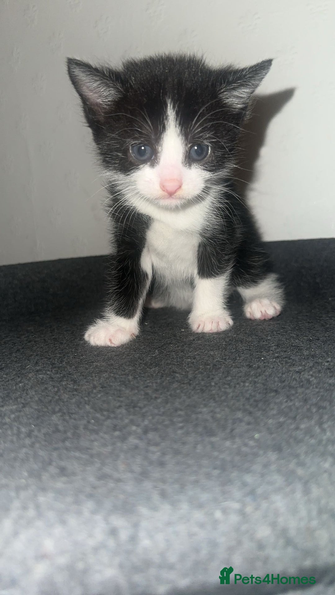 Mixed Breed cats for sale: Loveable Kittens - Advert 2