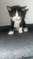Mixed Breed cats Loveable Kittens - Advert 4