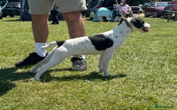 Jack Russell dogs for sale: Jack Russel terrier puppies for sale - Image 16