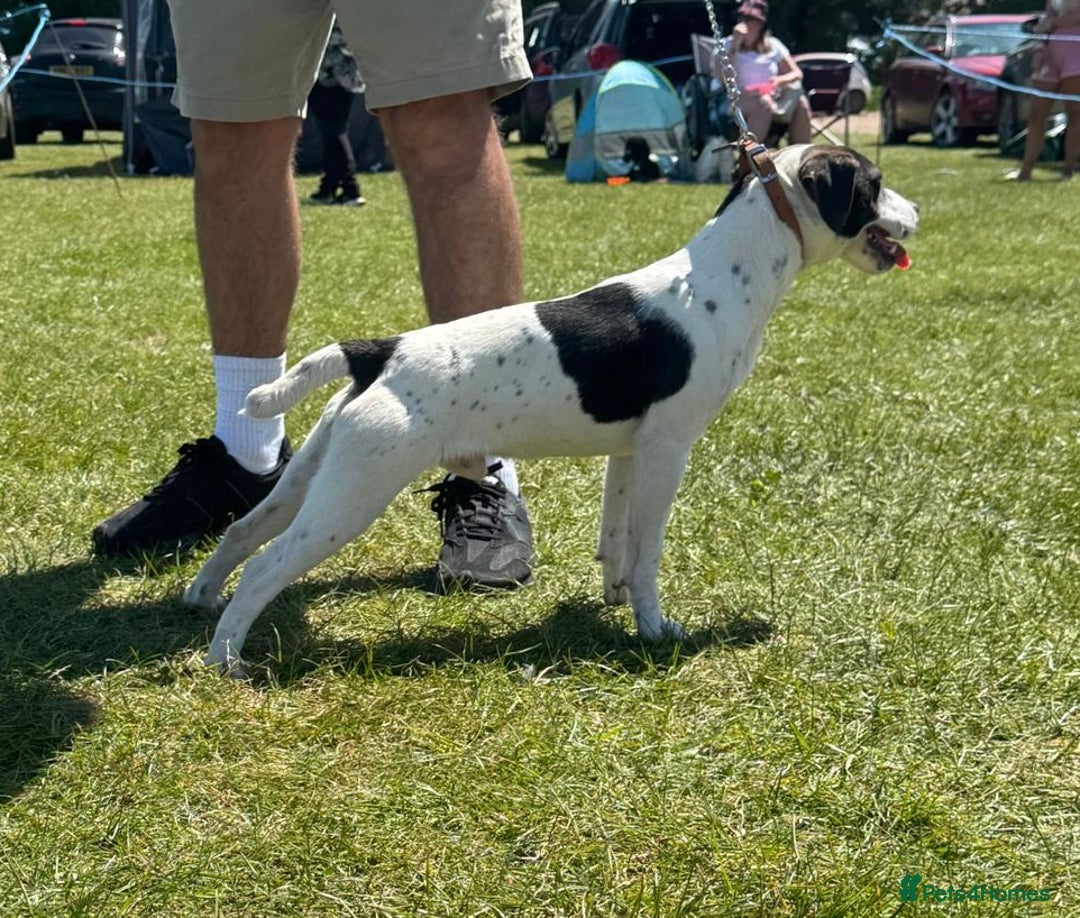 Jack Russell dogs for sale: Jack Russel terrier puppies for sale - Image 16