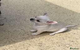 Chihuahua dogs for sale: KC Chihuahuas 🇬🇧 bloodlines 🌟🌟🌟🌟🌟 - Image 10
