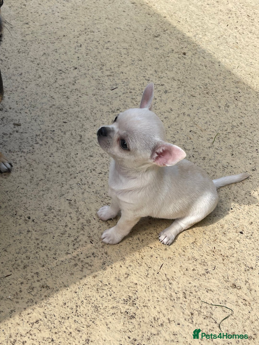 Chihuahua dogs for sale: KC Chihuahuas 🇬🇧 bloodlines 🌟🌟🌟🌟🌟 - Image 10