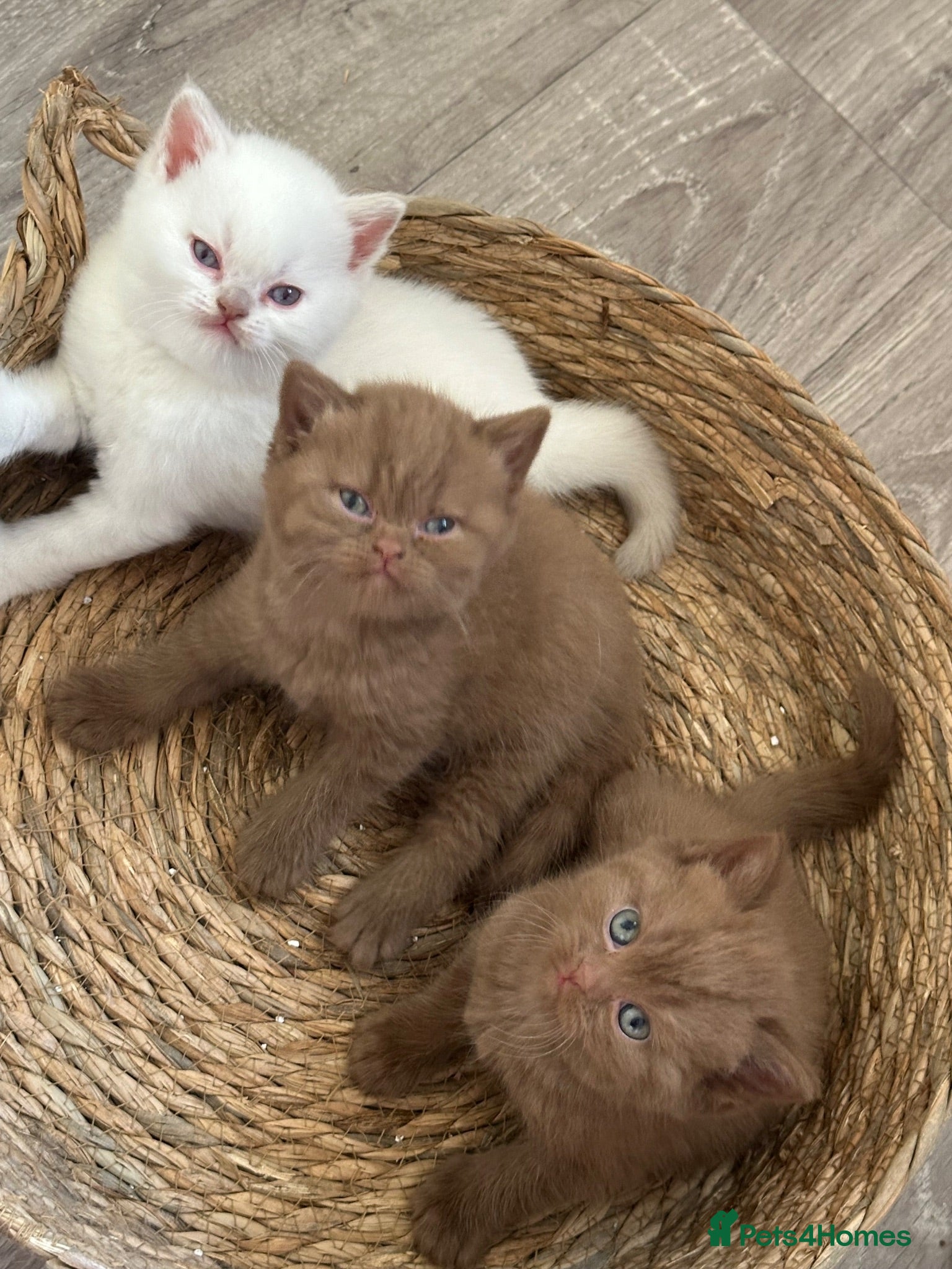 British Shorthair cats Champion British Shorthair kittens  - Advert 12