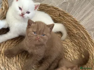 British Shorthair cats Champion British Shorthair kittens - Advert 12
