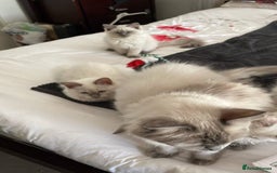 Ragdoll cats for sale: Preciously raised Ragdolls kitties with blue eyes - Image 4