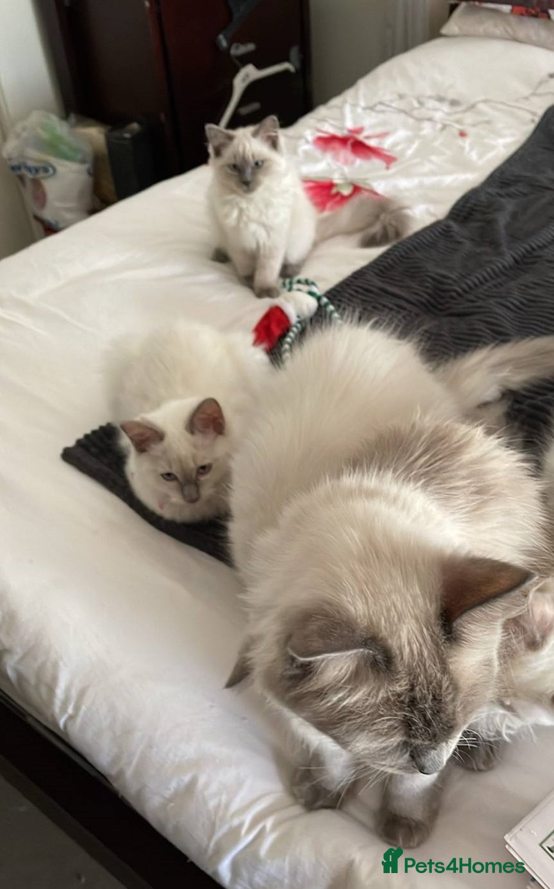 Ragdoll cats for sale: Preciously raised Ragdolls kitties with blue eyes - Image 4
