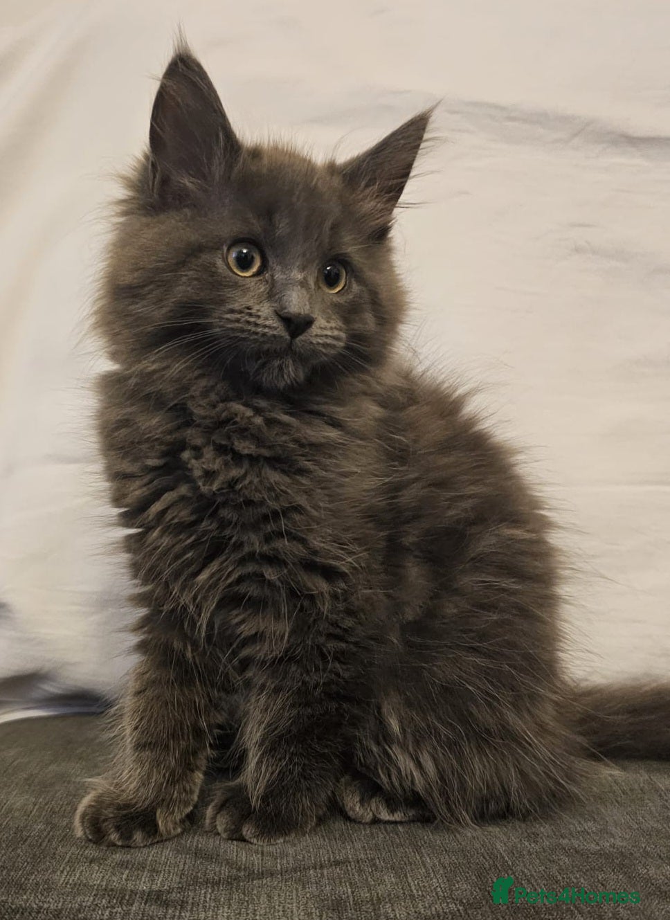 Maine Coon cats Gorgeous, sociable maine coon kittens  - Advert 2