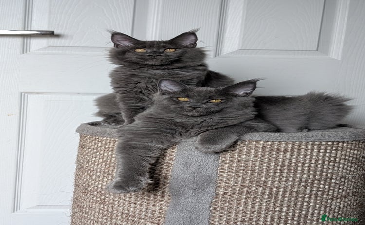 Maine Coon cats - Advert 1