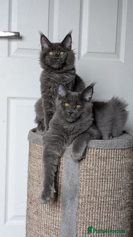 Maine Coon cats - Advert 4