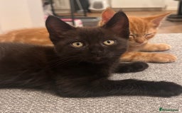 Maine Coon cats for sale: *ready now* Beautiful big Maine coon x BSH kittens - Image 4