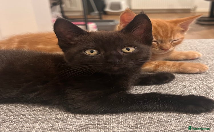Maine Coon cats - Advert 4