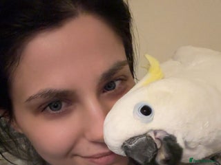 Cockatoo birds Cockatoo - Advert 1