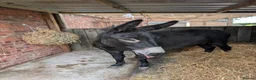 Other Breed horses for sale: Donkey gelding in Bridlington - Advert 3