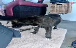 Mixed Breed dogs for sale: Staffy x husky mix - Image 5