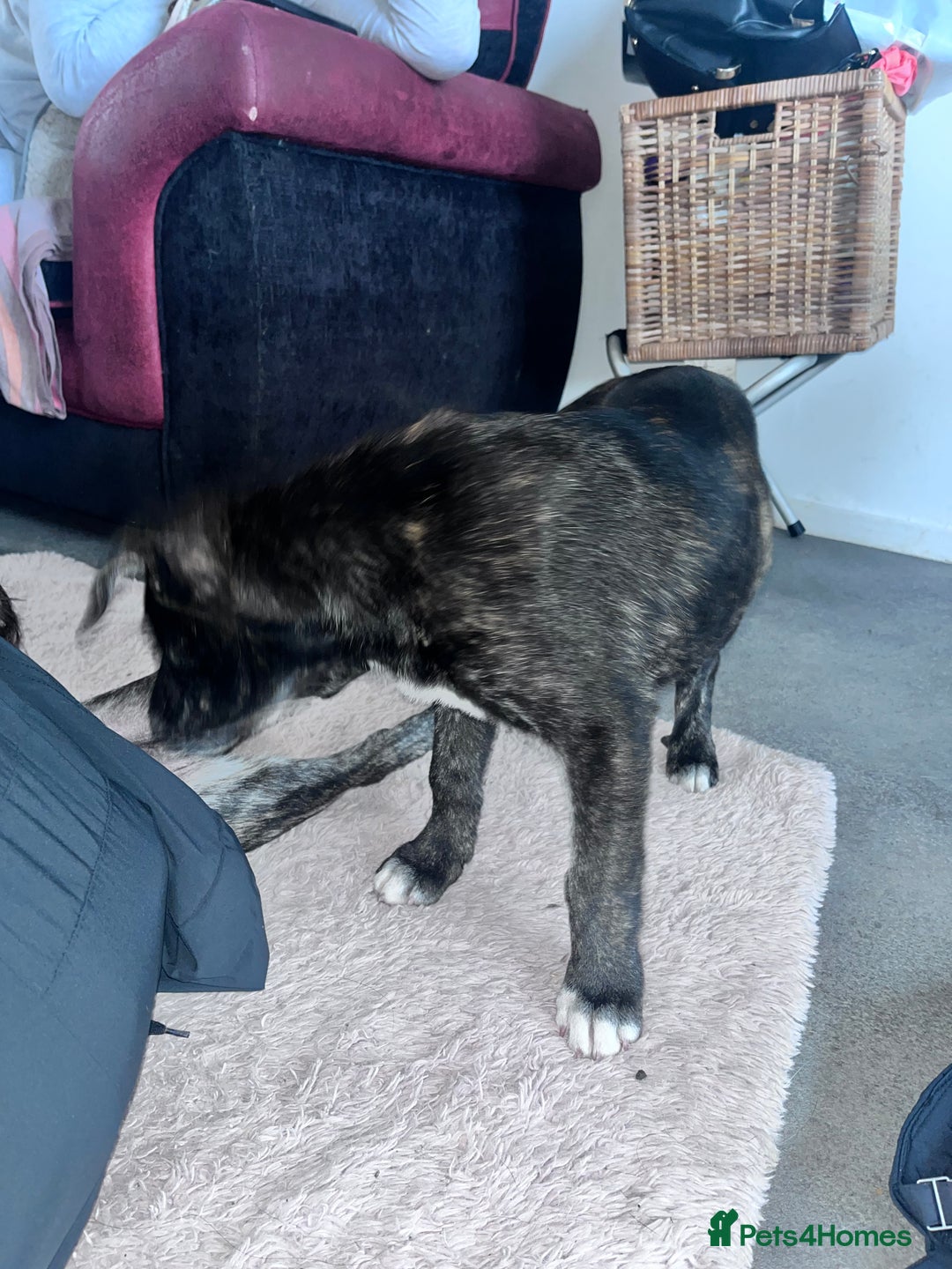 Mixed Breed dogs for sale: Staffy x husky mix - Image 5