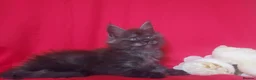 Maine Coon cats for sale: GCCF REGISTERED MAINE COON KITTENS FOR SALE  - Advert 33
