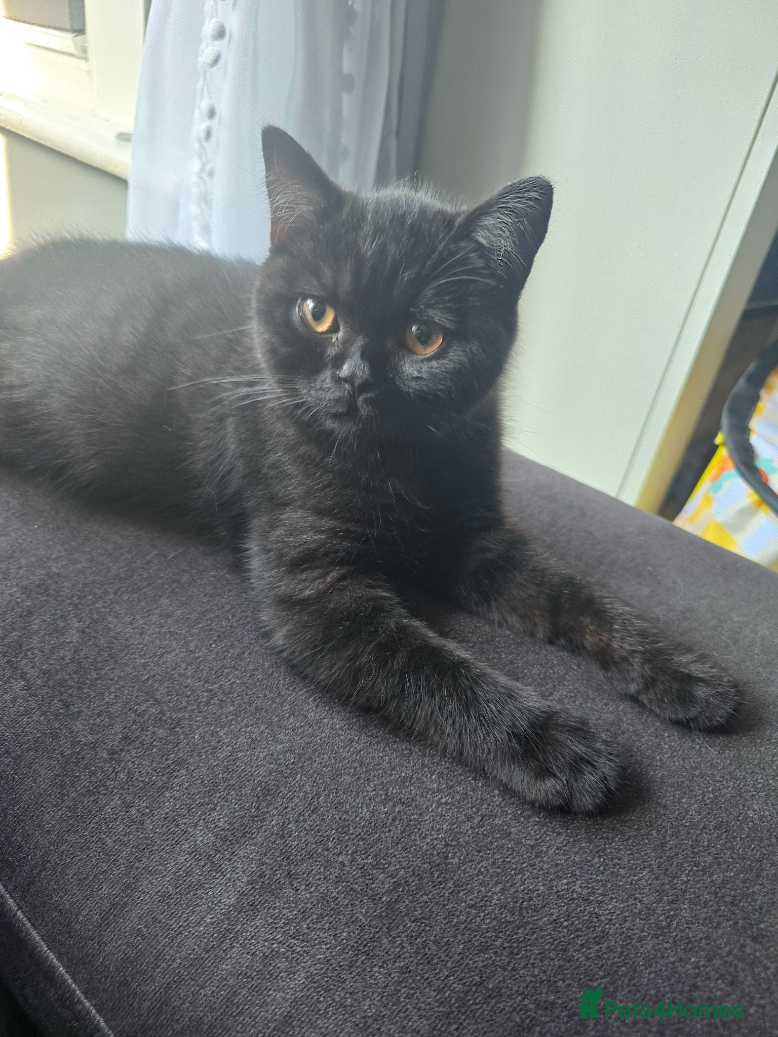 British Shorthair cats Last cute boy looking forever home 🏡 😍  - Advert 2
