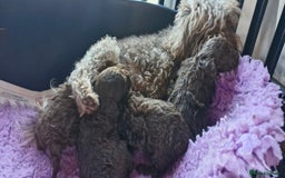 Toy Poodle dogs for sale: Gorgeous chocolate tiny toy poodles  - Image 4