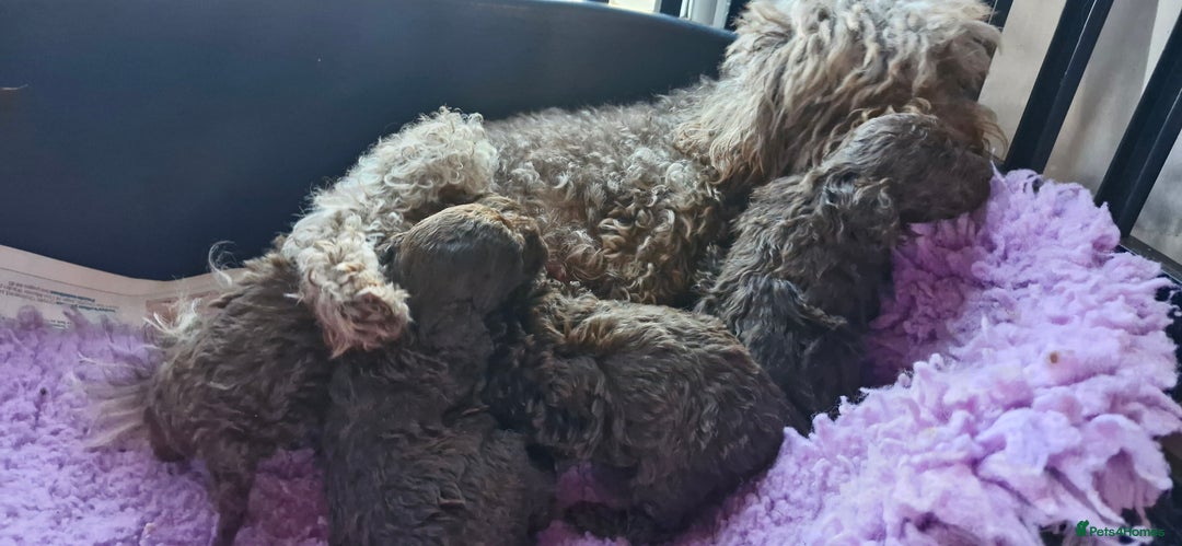 Toy Poodle dogs for sale: Gorgeous chocolate tiny toy poodles  - Image 4