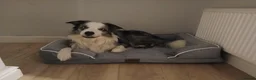 Border Collie dogs for stud: Stunning Blue Merle Border Collie for Stud - Advert 18