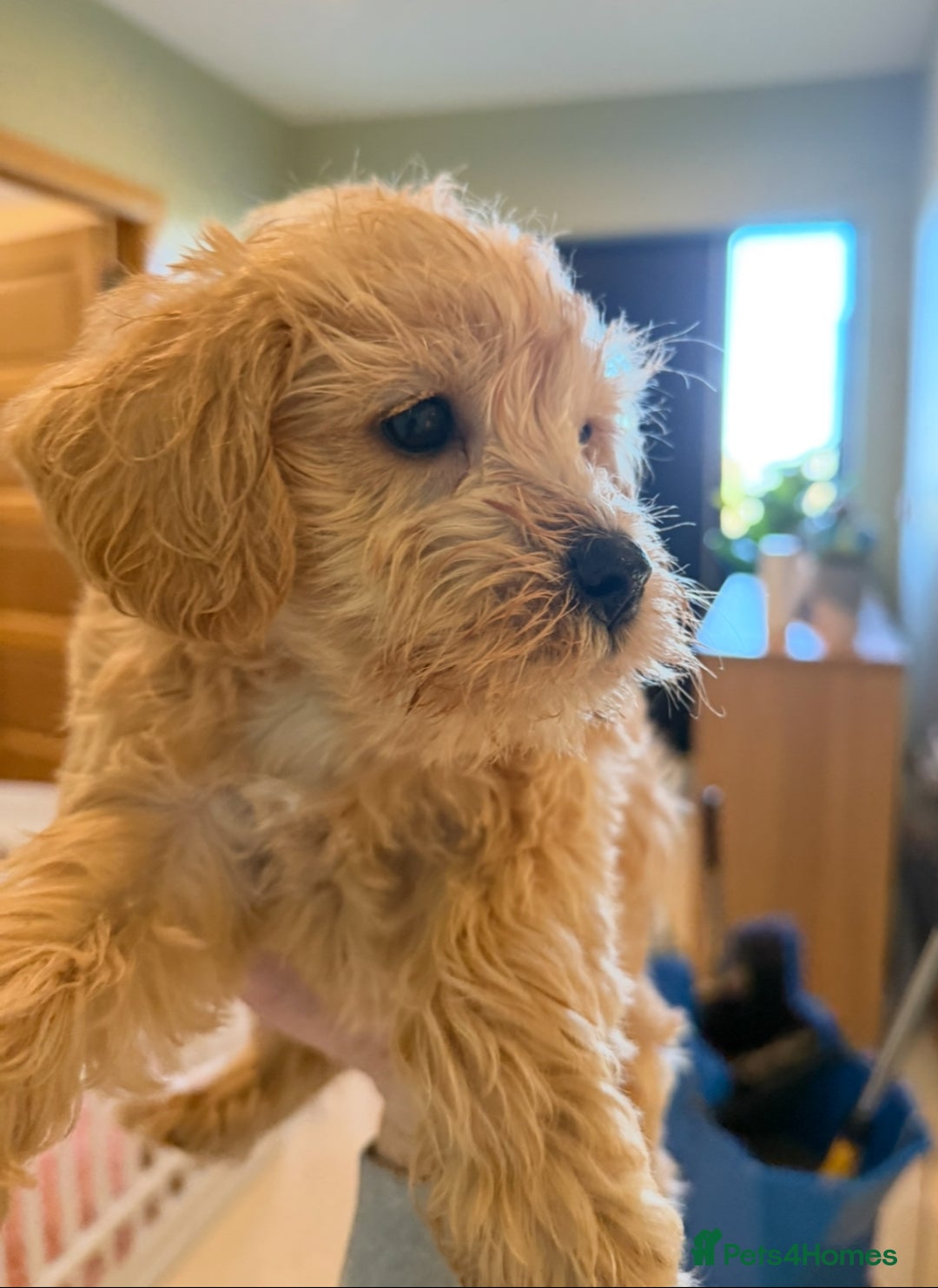 Mixed Breed dogs for sale: Toy/Mini Schnoodle Puppies  - Advert 16