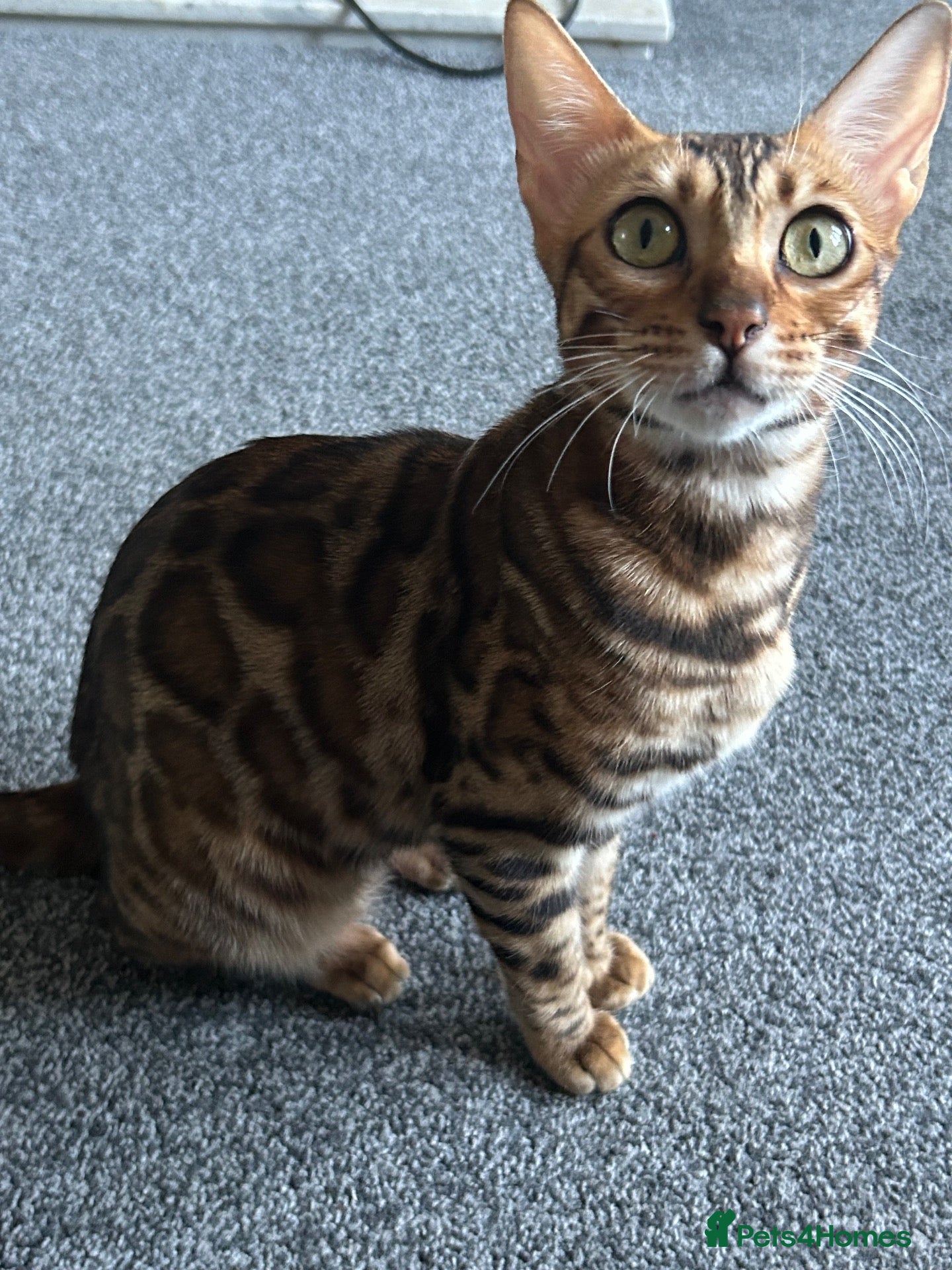 Bengal cats Bengal kittens mix - last kittens available!! - Advert 11