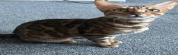 Bengal cats for sale: Bengal X - Advert 3