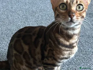 Bengal cats Bengal kittens mix - last kittens available!! - Advert 11