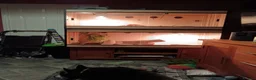 Bearded Dragon reptiles for sale: Female hypo citrus red - Advert 4