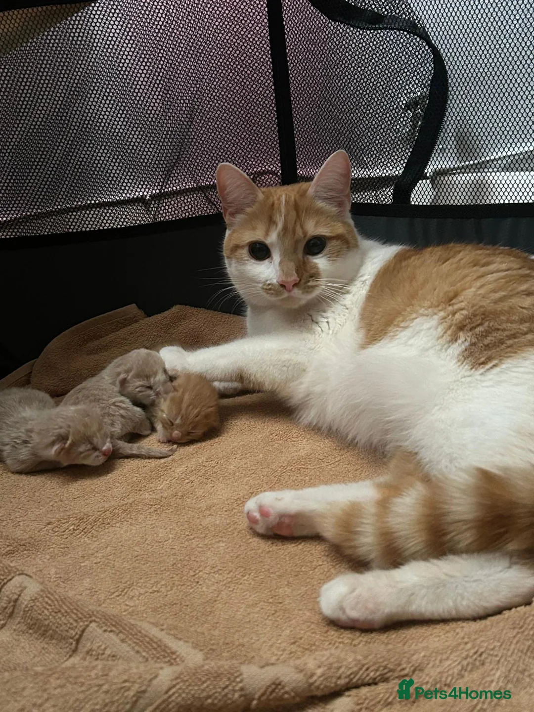 Domestic Shorthair cats for sale: 2 boys looking for their forever home - Advert 1