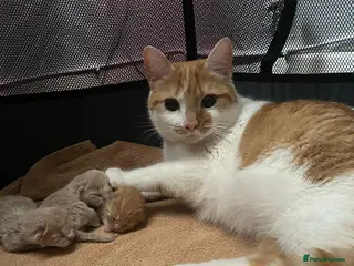 Domestic Shorthair cats 2 boys looking for their forever home - Advert 7