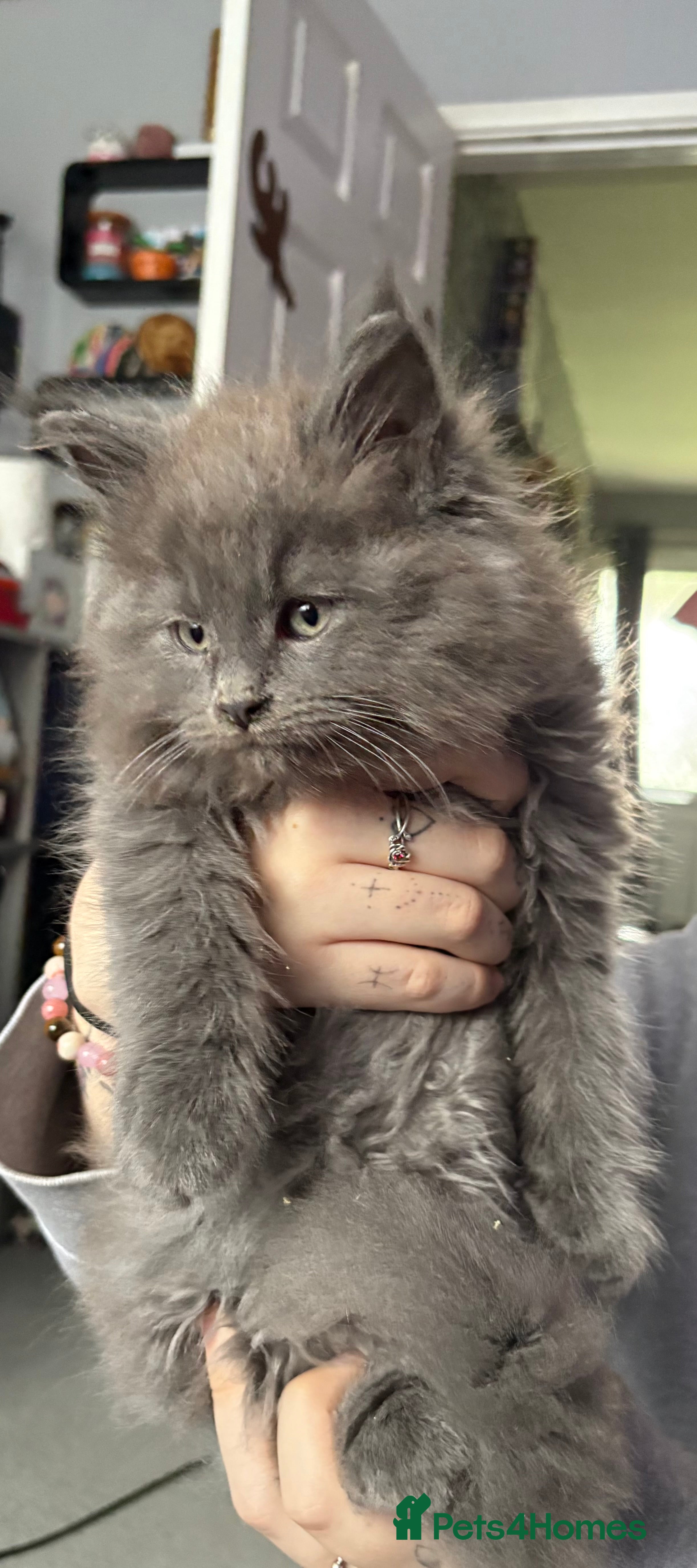 Maine Coon cats A lovely mc fluffy big solid blue boy - Advert 9