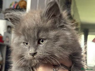 Maine Coon cats A lovely mc fluffy big solid blue boy - Advert 19